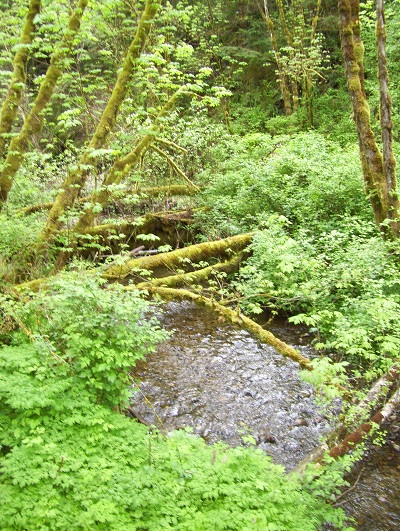 Carey Creek Trail.